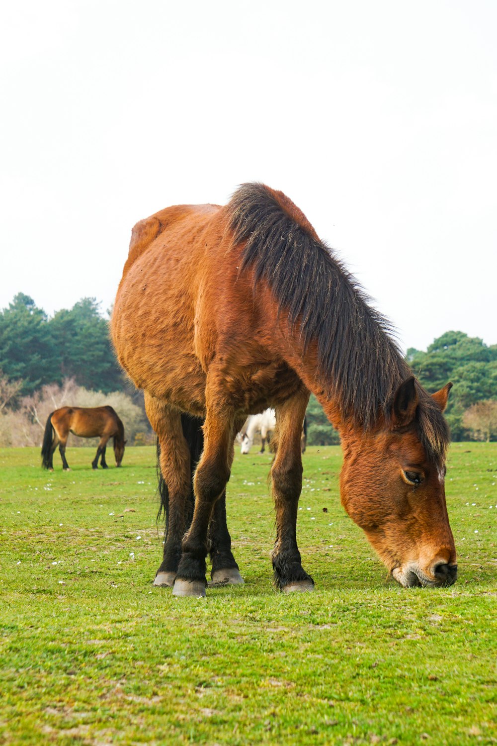 Caballo marrón