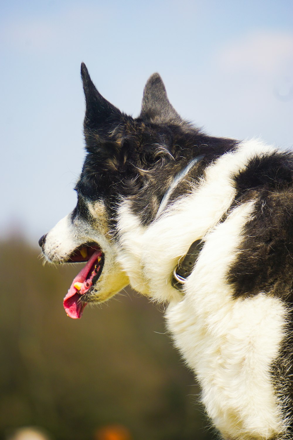 selective focus photo of white and black dog