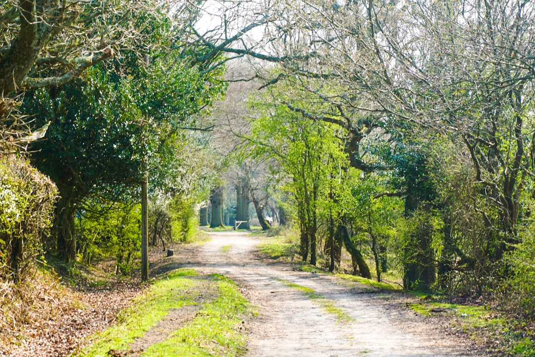 rough road between green trees