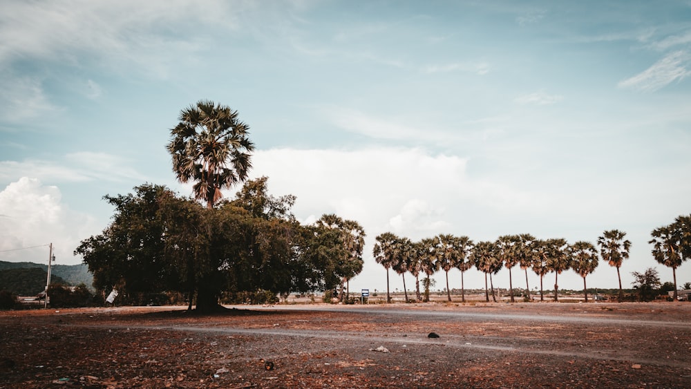 landscape photo of field with trees