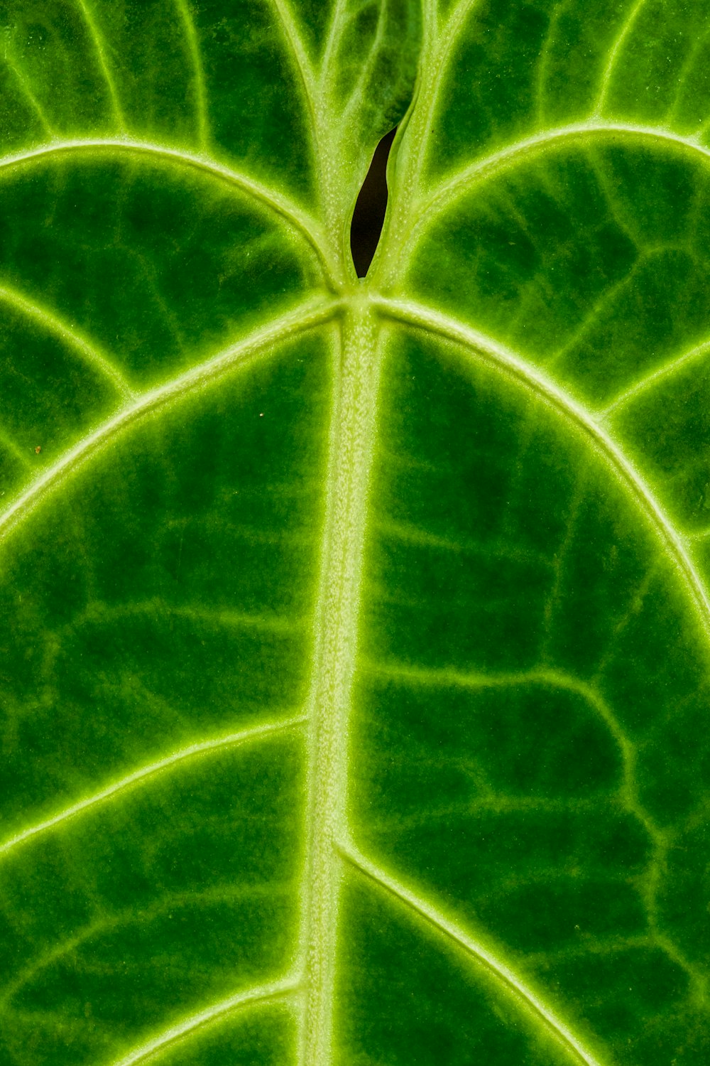 green-leafed plant