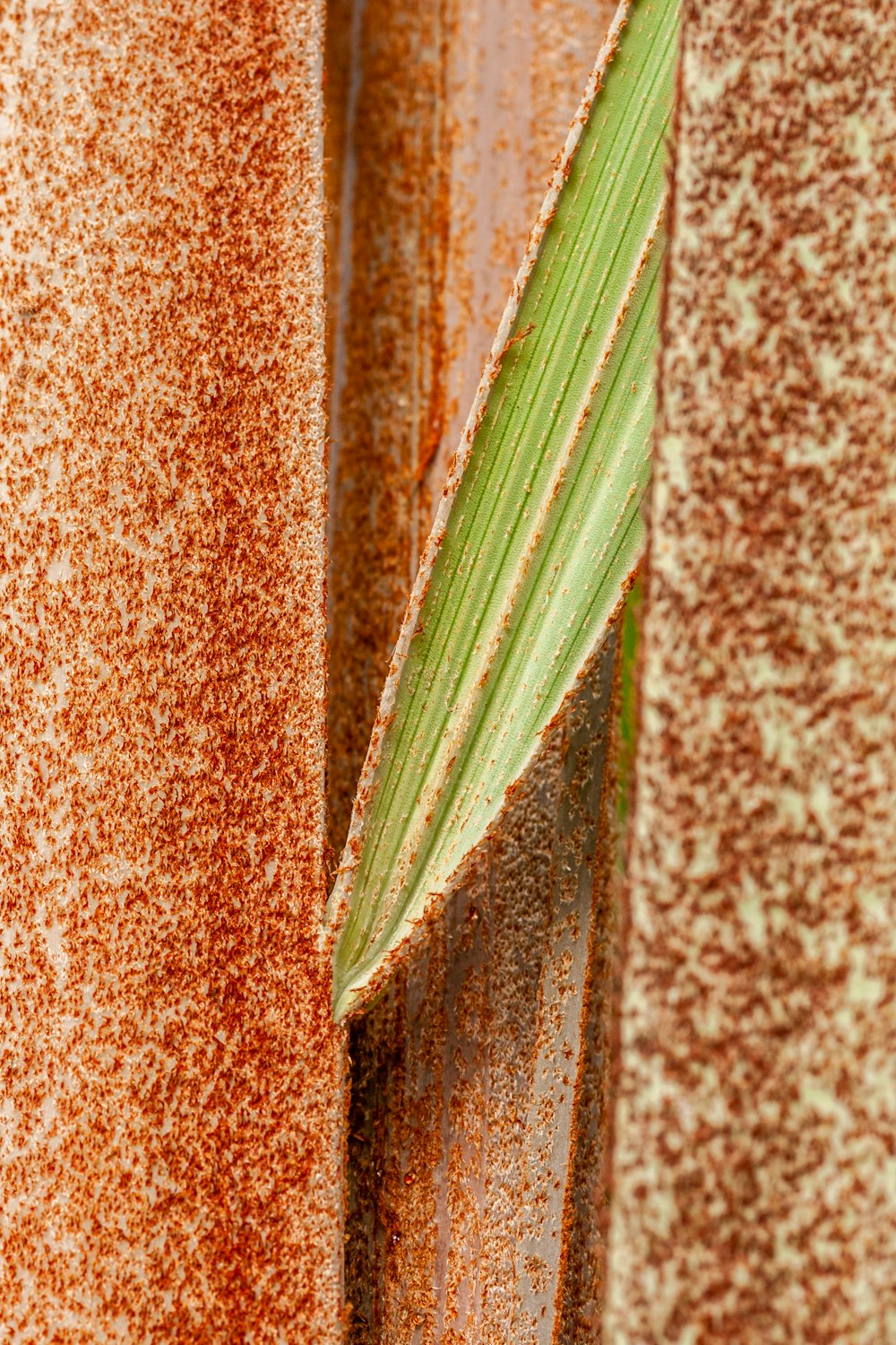 a green leaf sticking out of a rusted metal wall