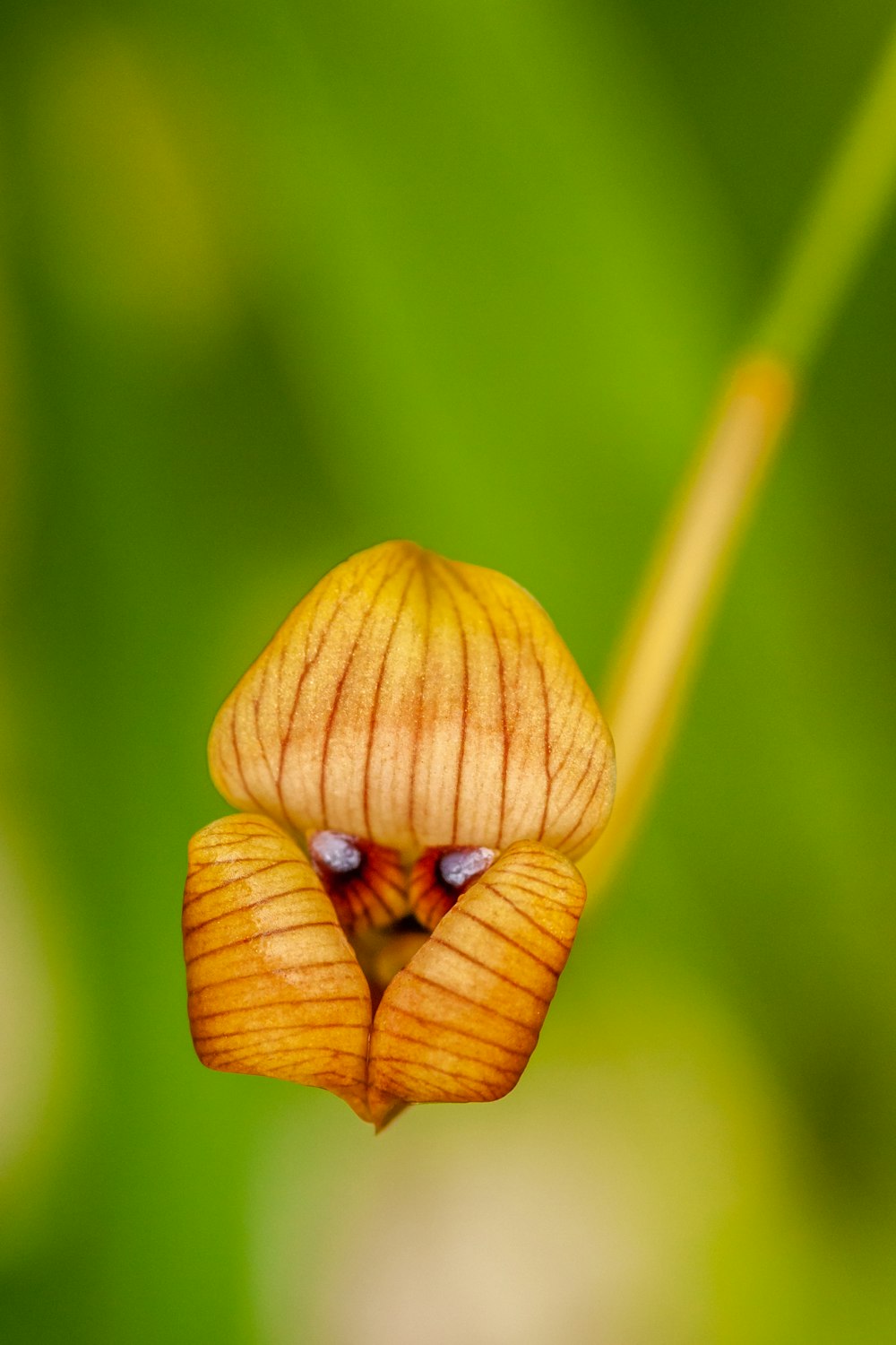 yellow flower in selective-focus photography