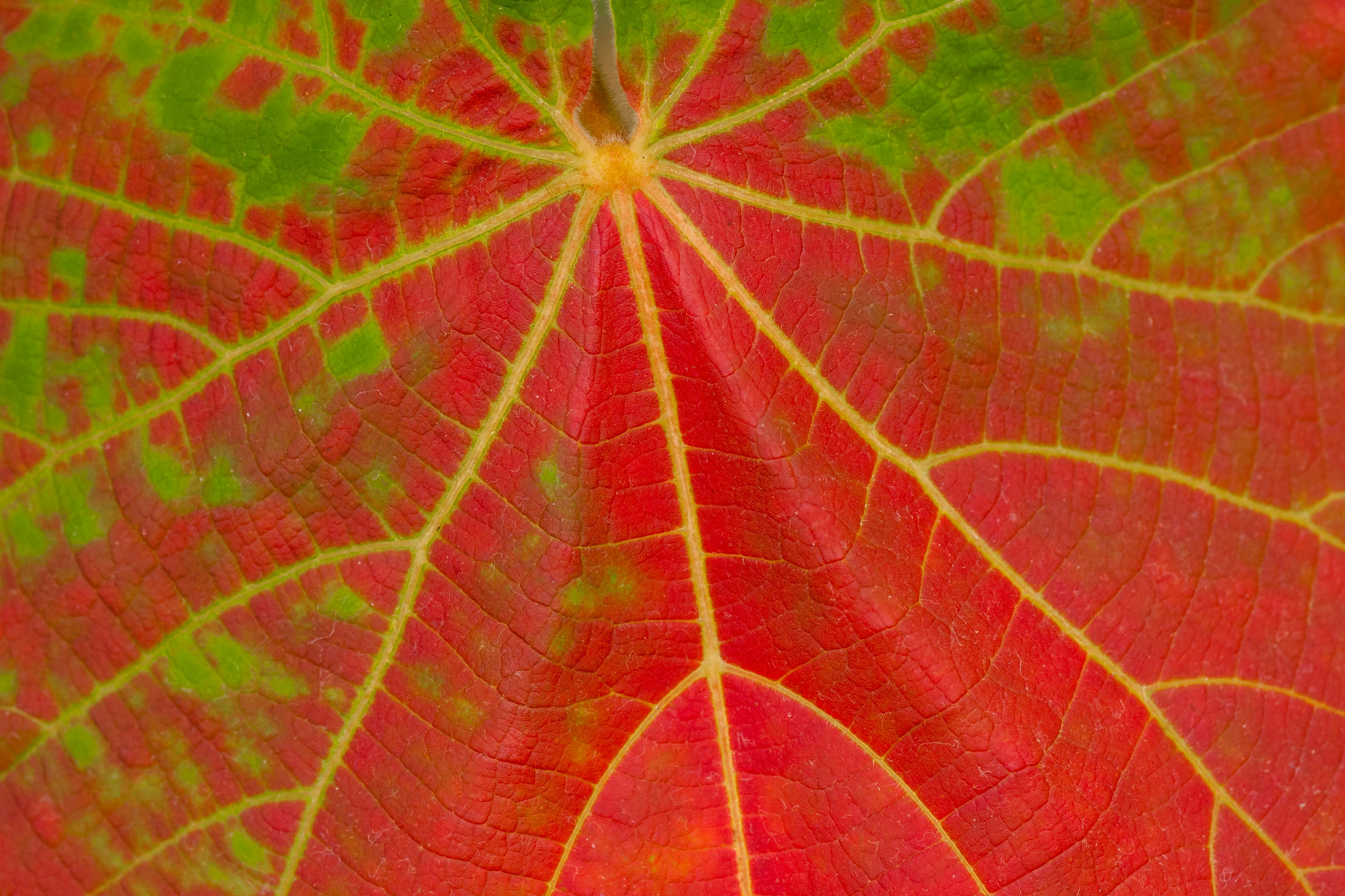 red and green leaf