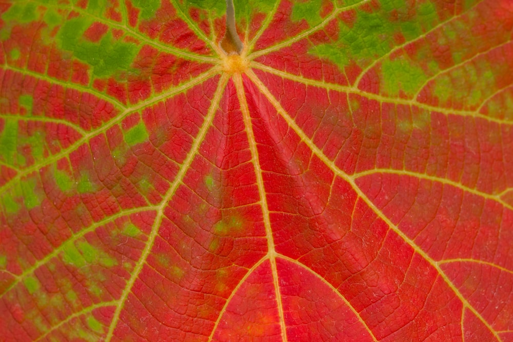 red and green leaf