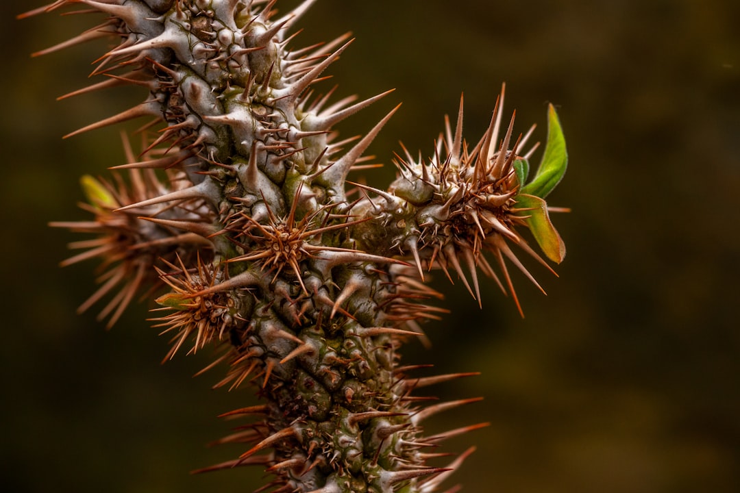 green-leafed plant