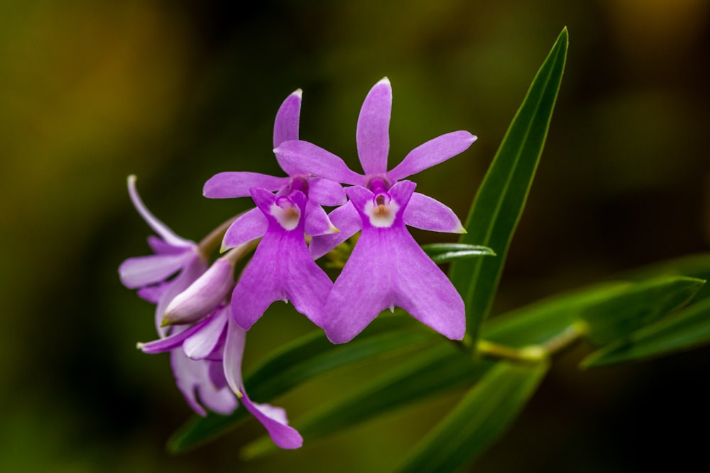 purple petaled flower close up