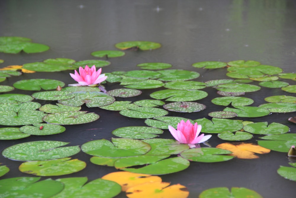 blooming pink lotus flowers in body of water