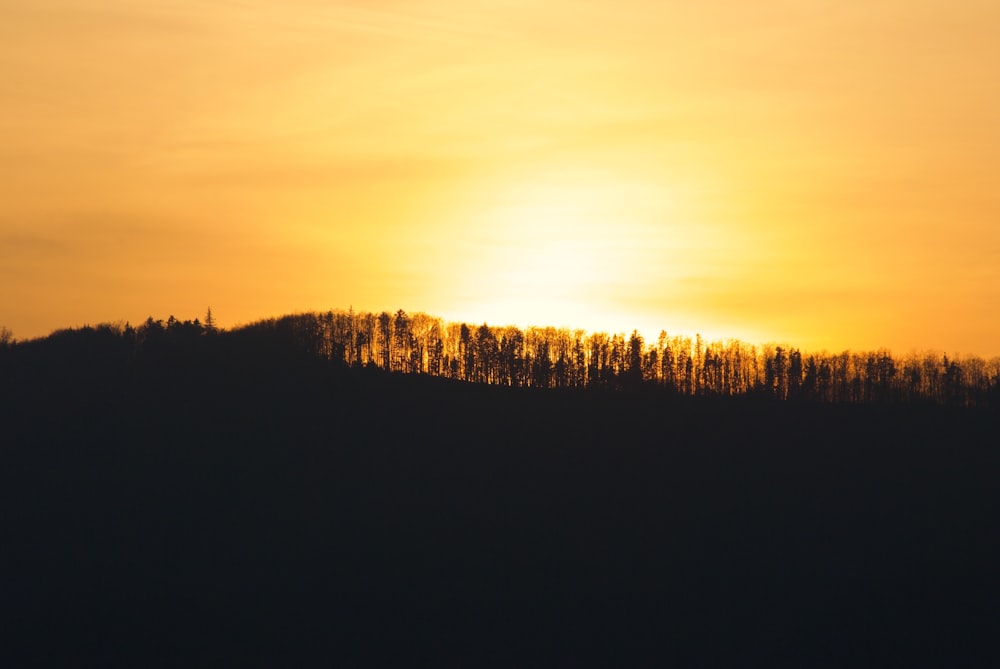 silhouette photography of trees