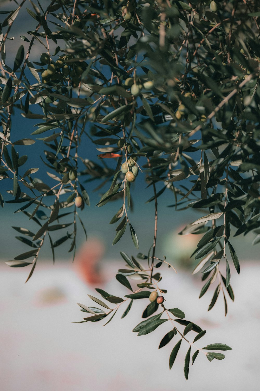 Fotografia a fuoco superficiale di una pianta a foglia verde