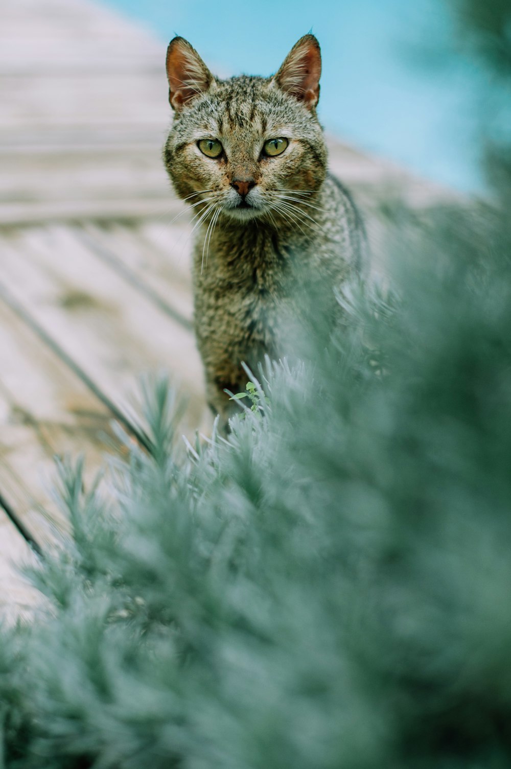 selective focus photo of cat