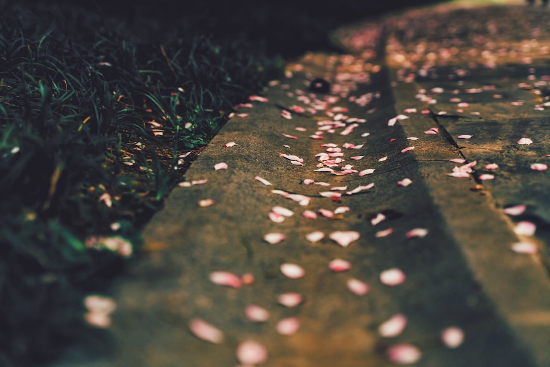 petals on concrete pavement