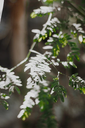 Sunlight filtering through leaves, casting playful shadows that evoke calm and reflection.