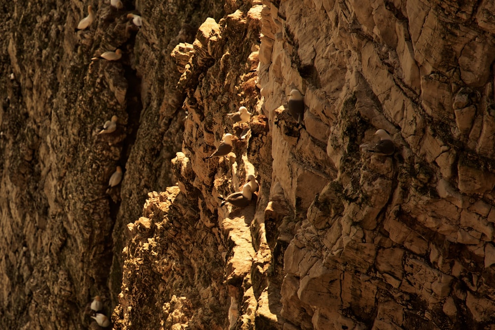 selective focus photography of brown cliff during daytime