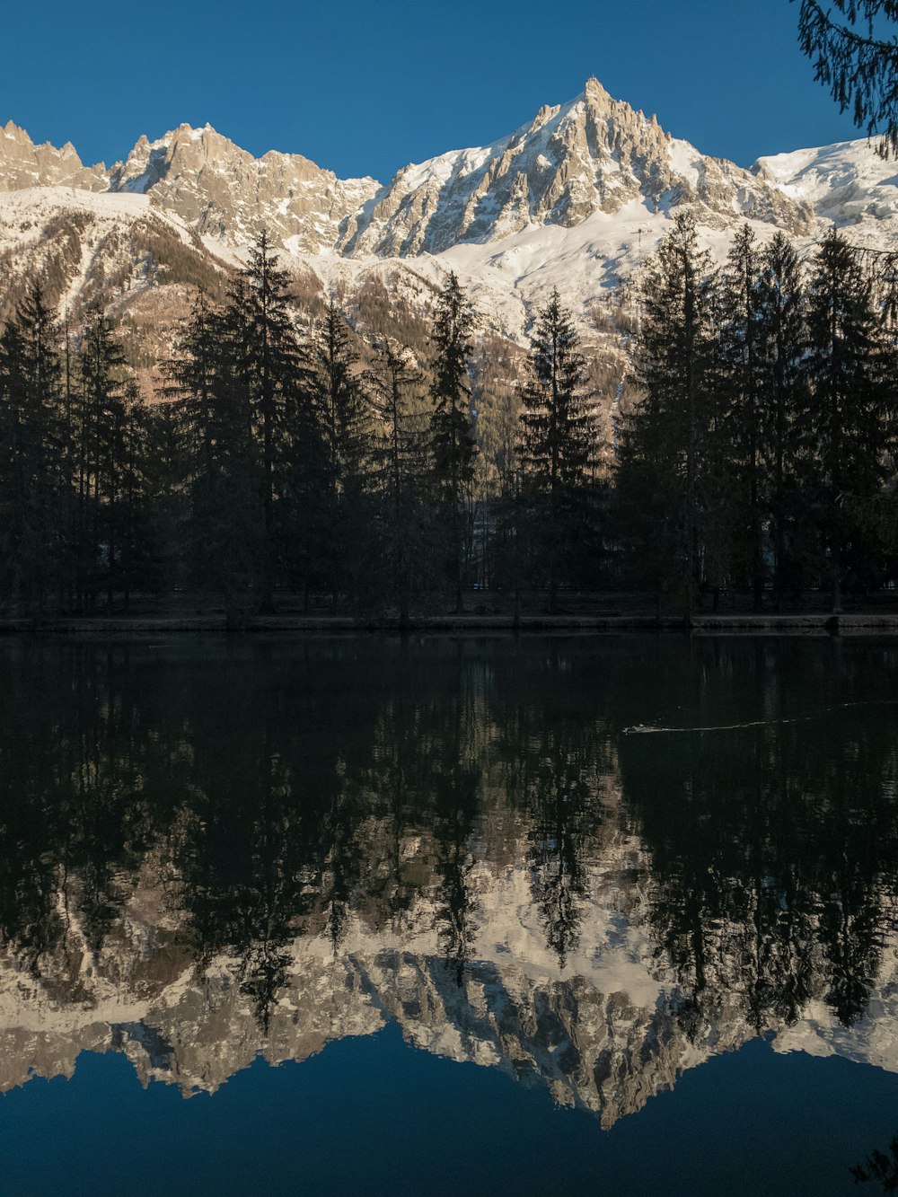 lake in forest