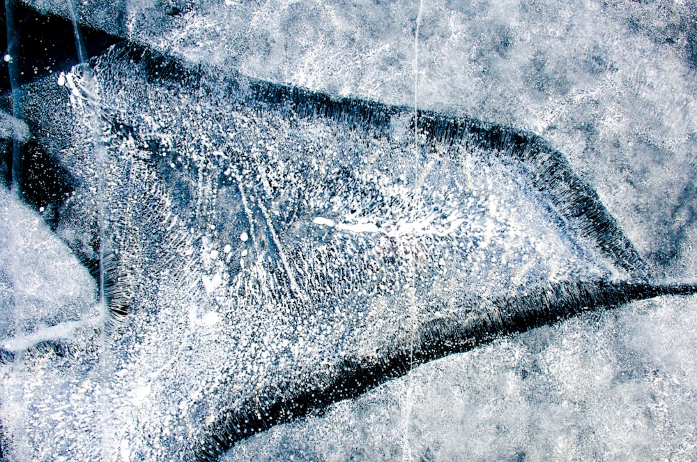 Une image d’un poisson dans la neige