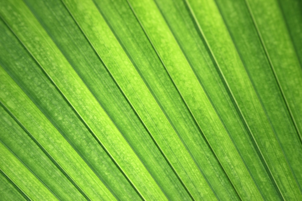 a close up view of a green leaf