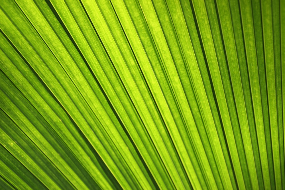 a close up view of a green leaf