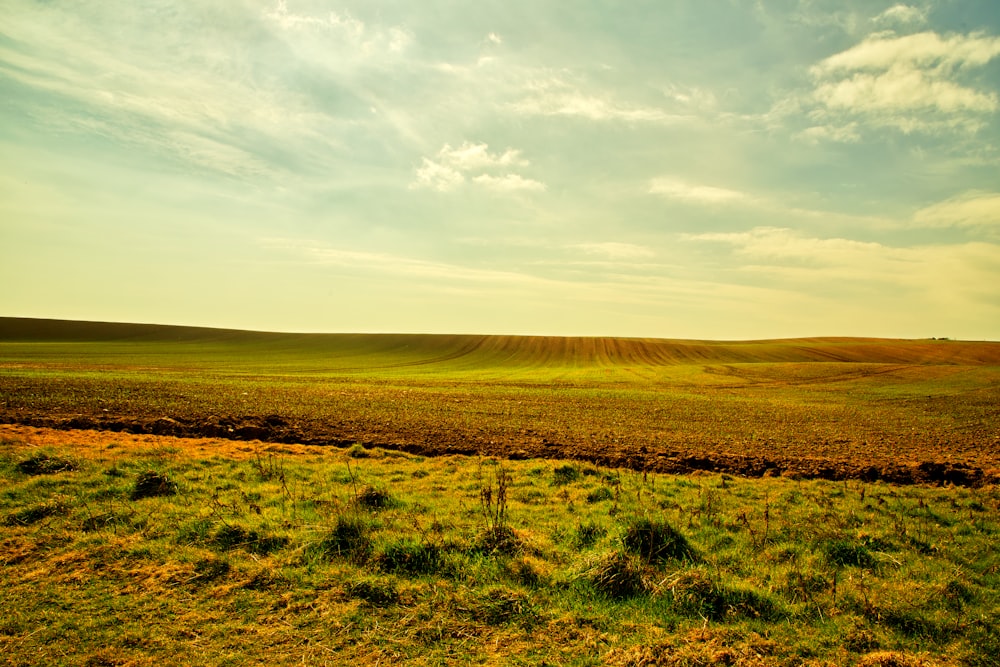 grass field