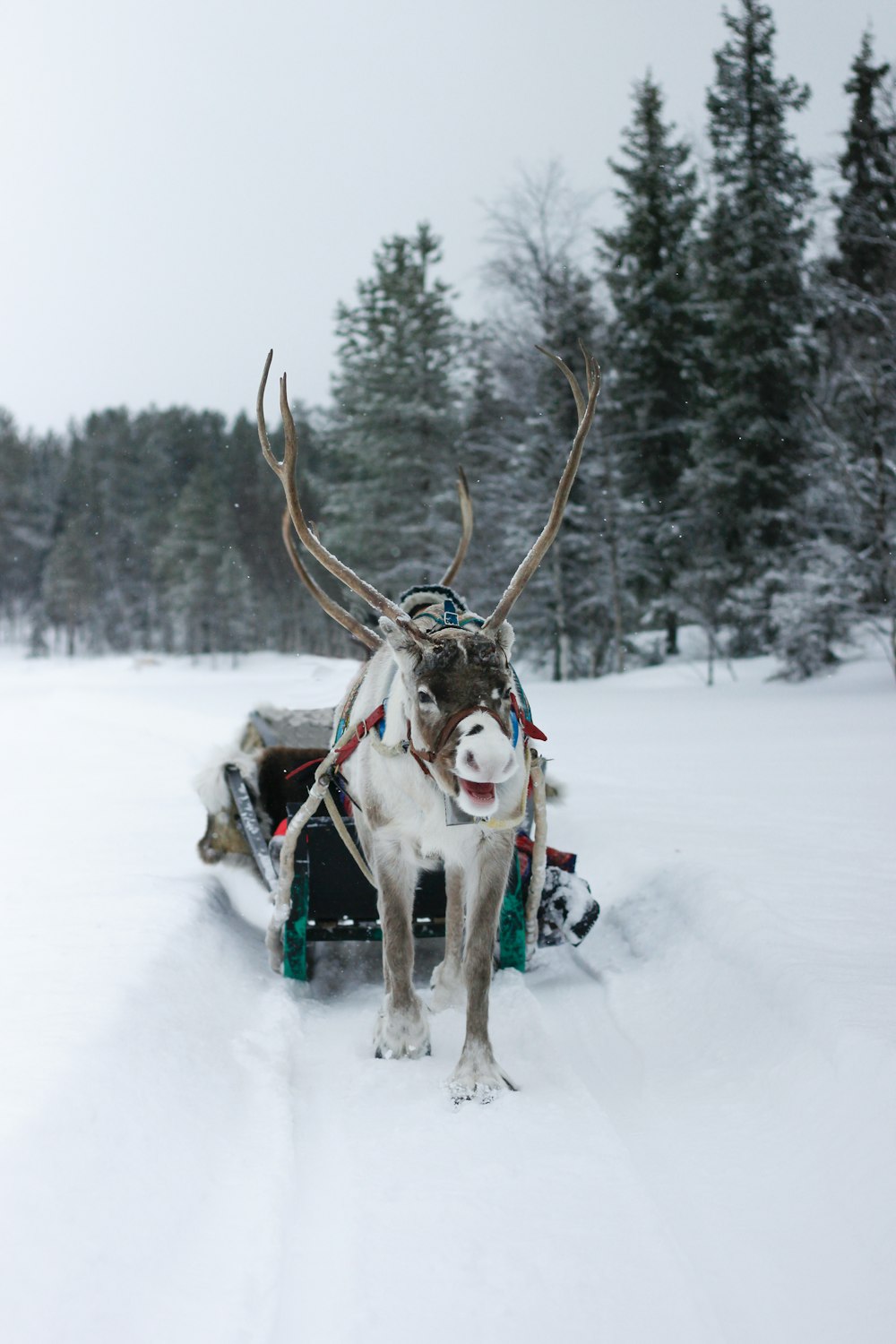 alce tirando de trineo de nieve