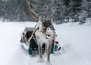 moose pulling snow sled