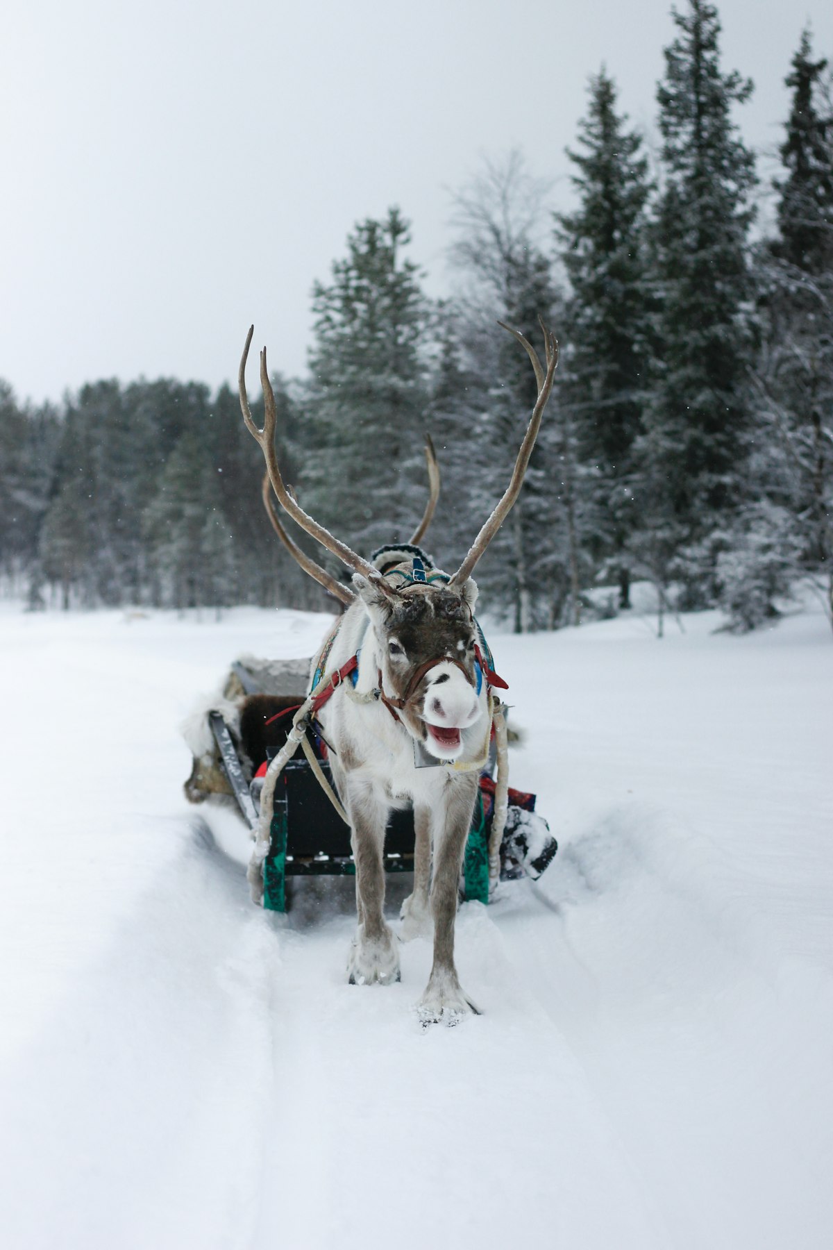 Moose pulling a sled in snowy Lapland