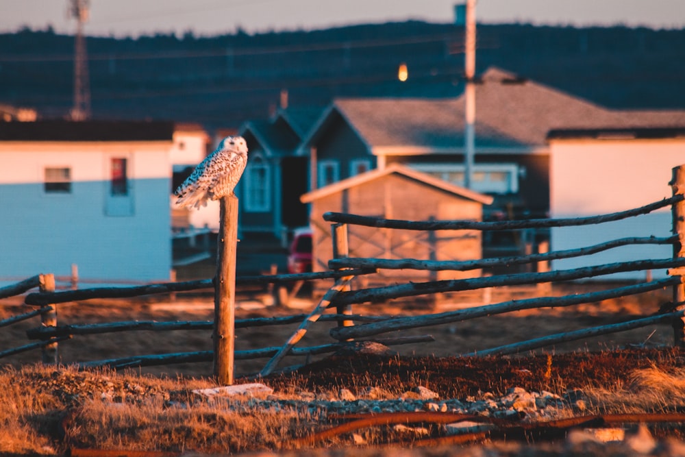 owl on fence