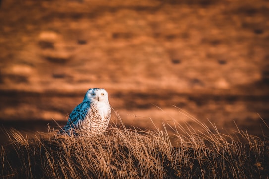 A snowy owl is perched on a field of tall, dry grasses. The background is blurred, featuring warm, earthy tones which contrast with the owl's white feathers accented by dark markings. The lighting casts a serene and slightly mystical atmosphere.