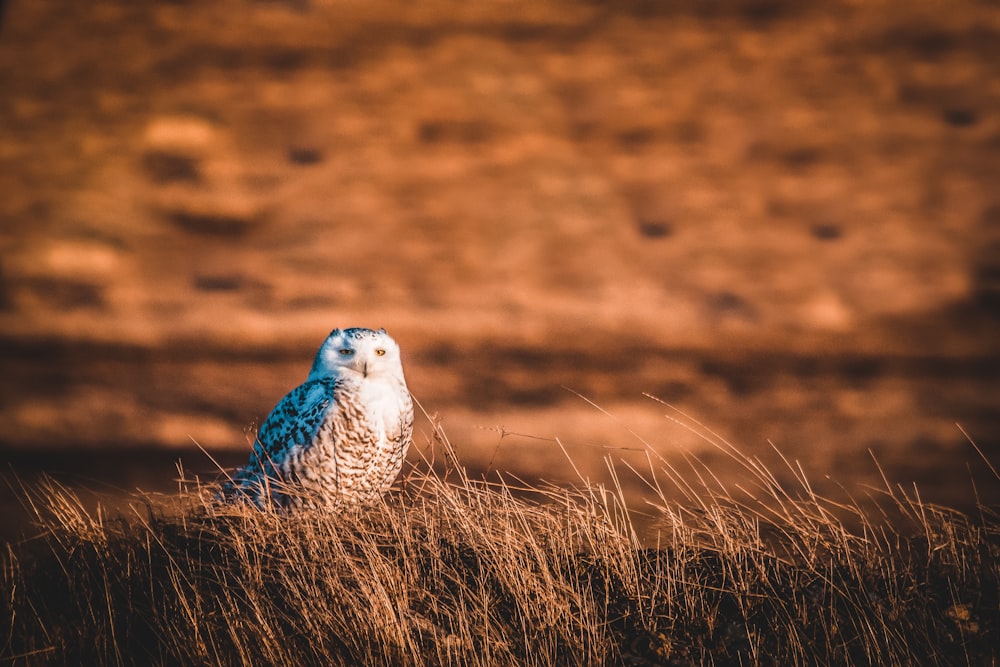 grey and white owl on brown grass during daytime