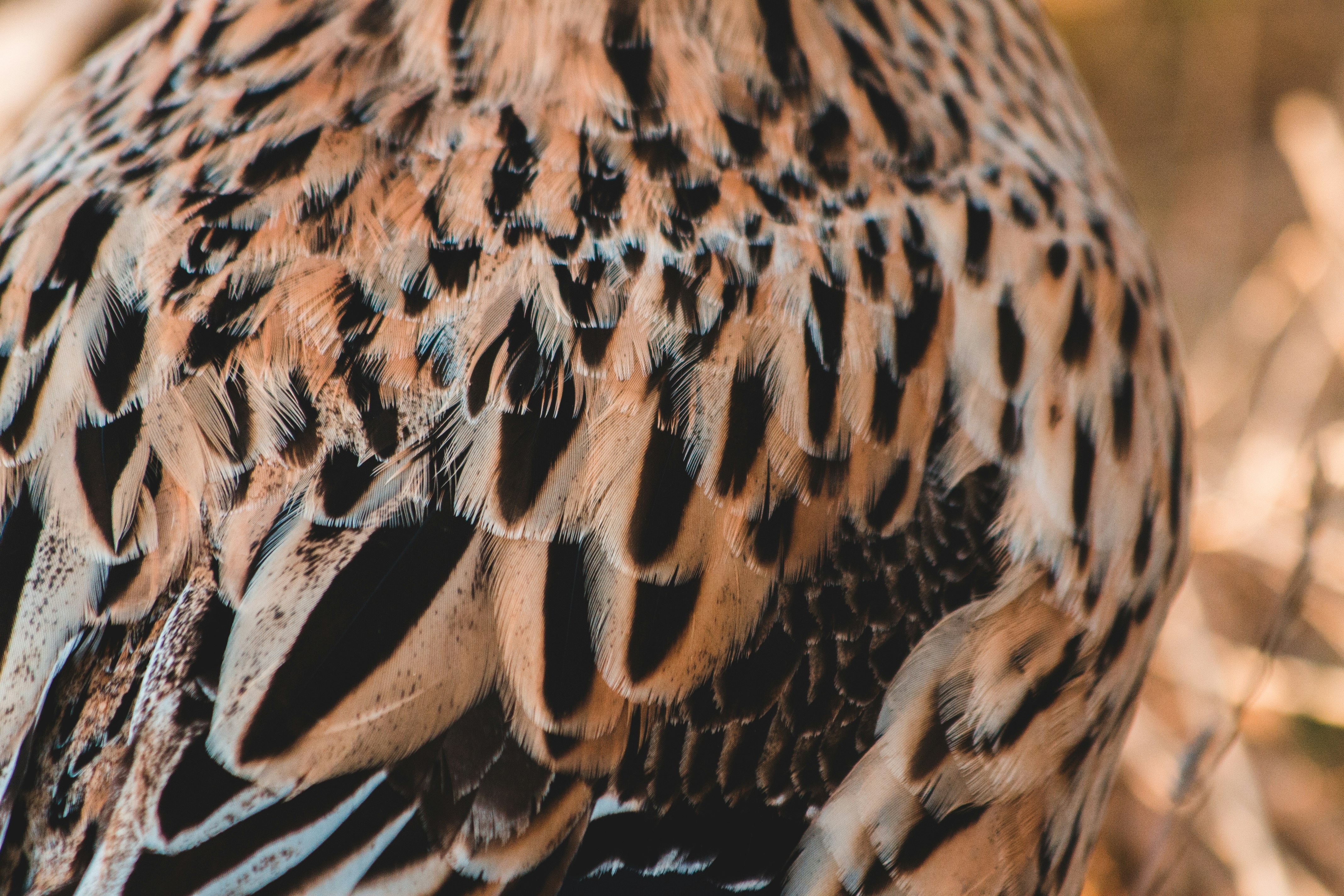 closeup photography of bird feather