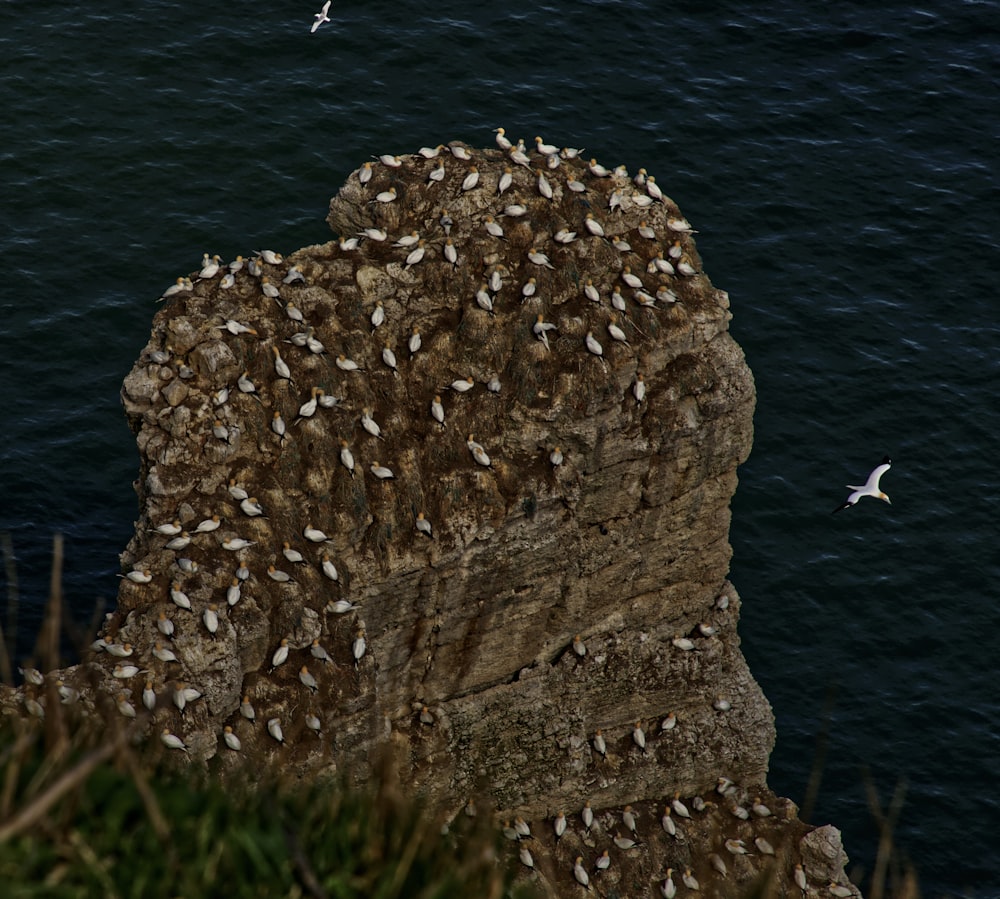 flock of birds near sea