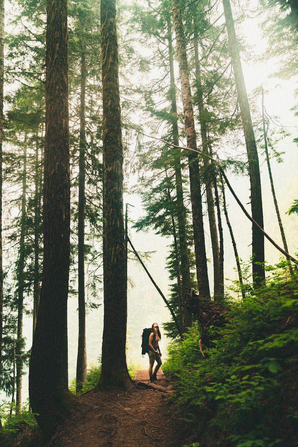 landscape photography of green-leafed trees