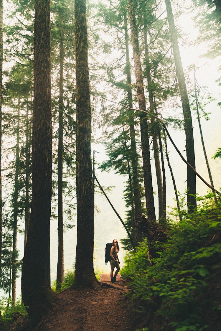 trees covered by fogs photo – Free Nature Image on Unsplash