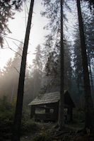 Rustic wooden cabin nestled among tall trees with morning mist.