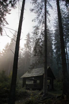 A cozy wooden cabin surrounded by misty forest at dawn