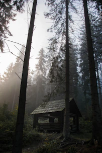 A serene cabin nestled among tall trees with soft morning light filtering through.