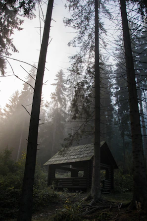 Rustic wooden cabin nestled among tall trees with morning mist.