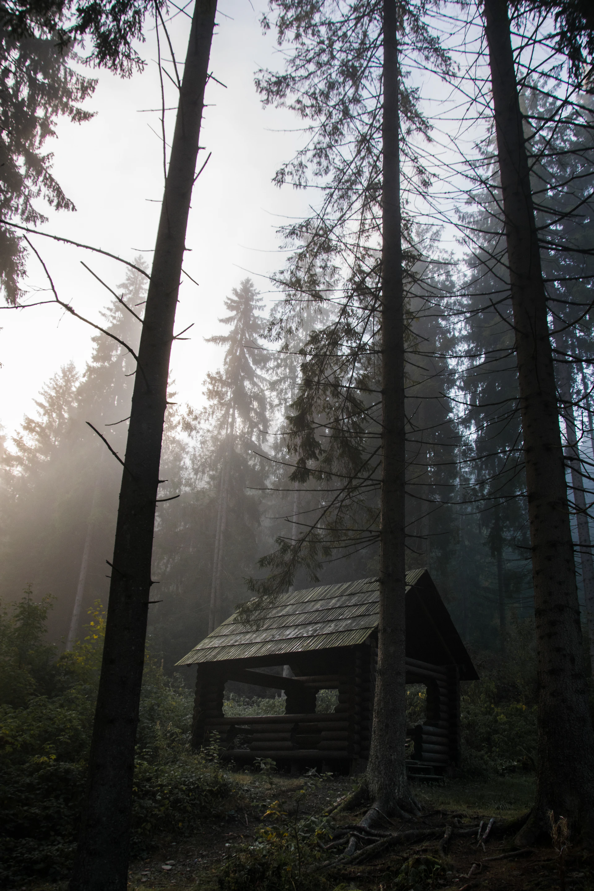 Rustic wooden cabin nestled among tall trees with soft morning light filtering through the leaves.