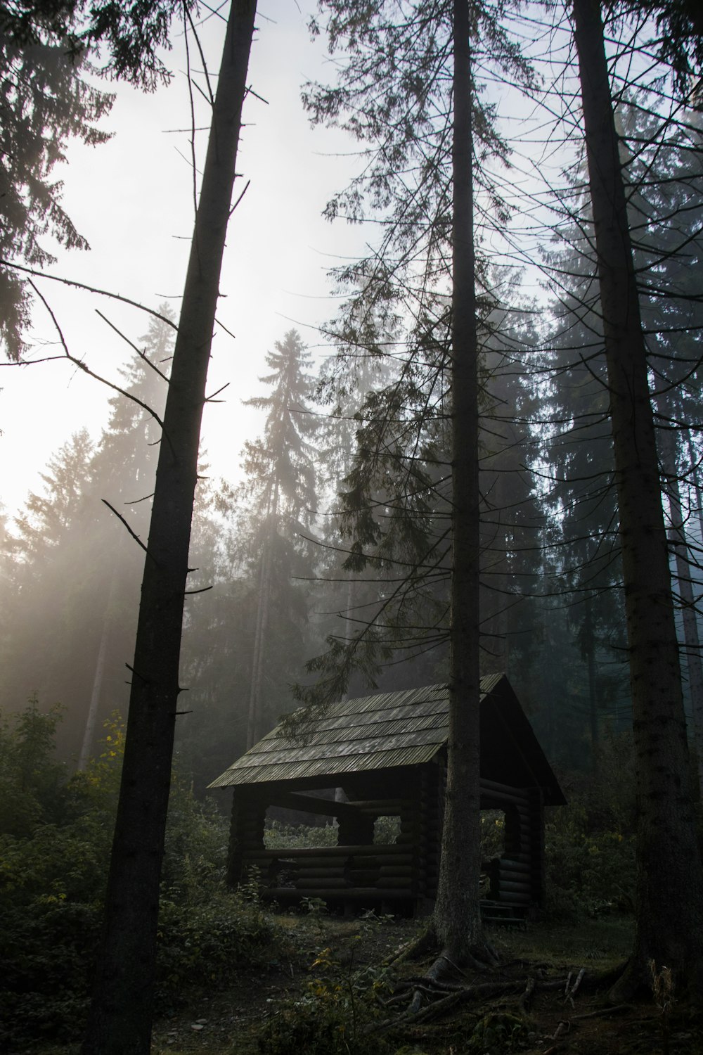 brown wooden house inside forest