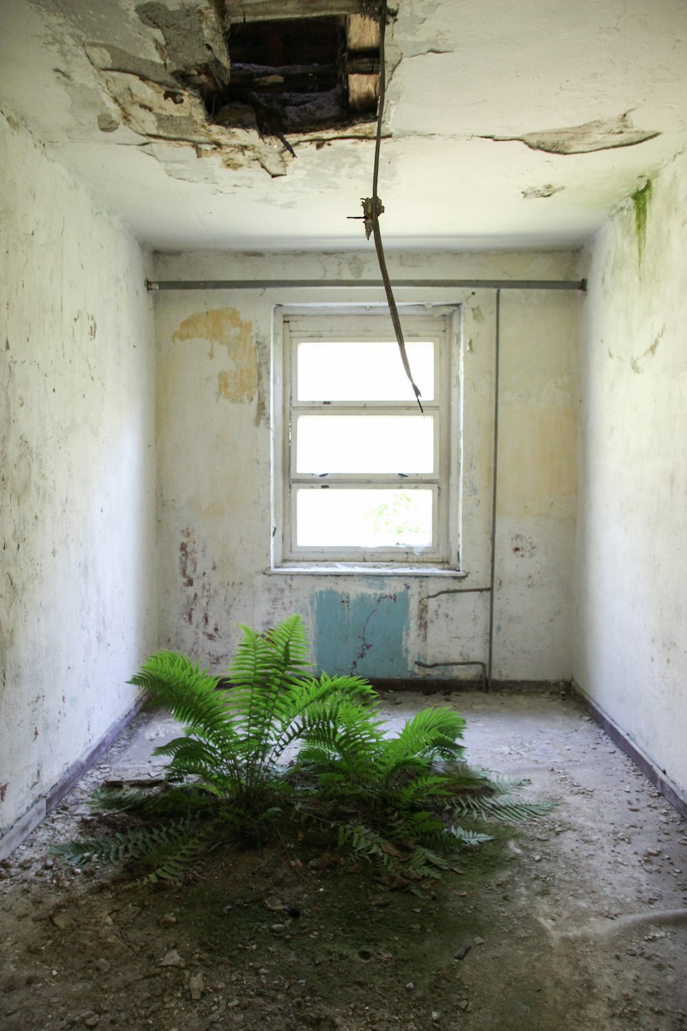 green-leafed plant inside room