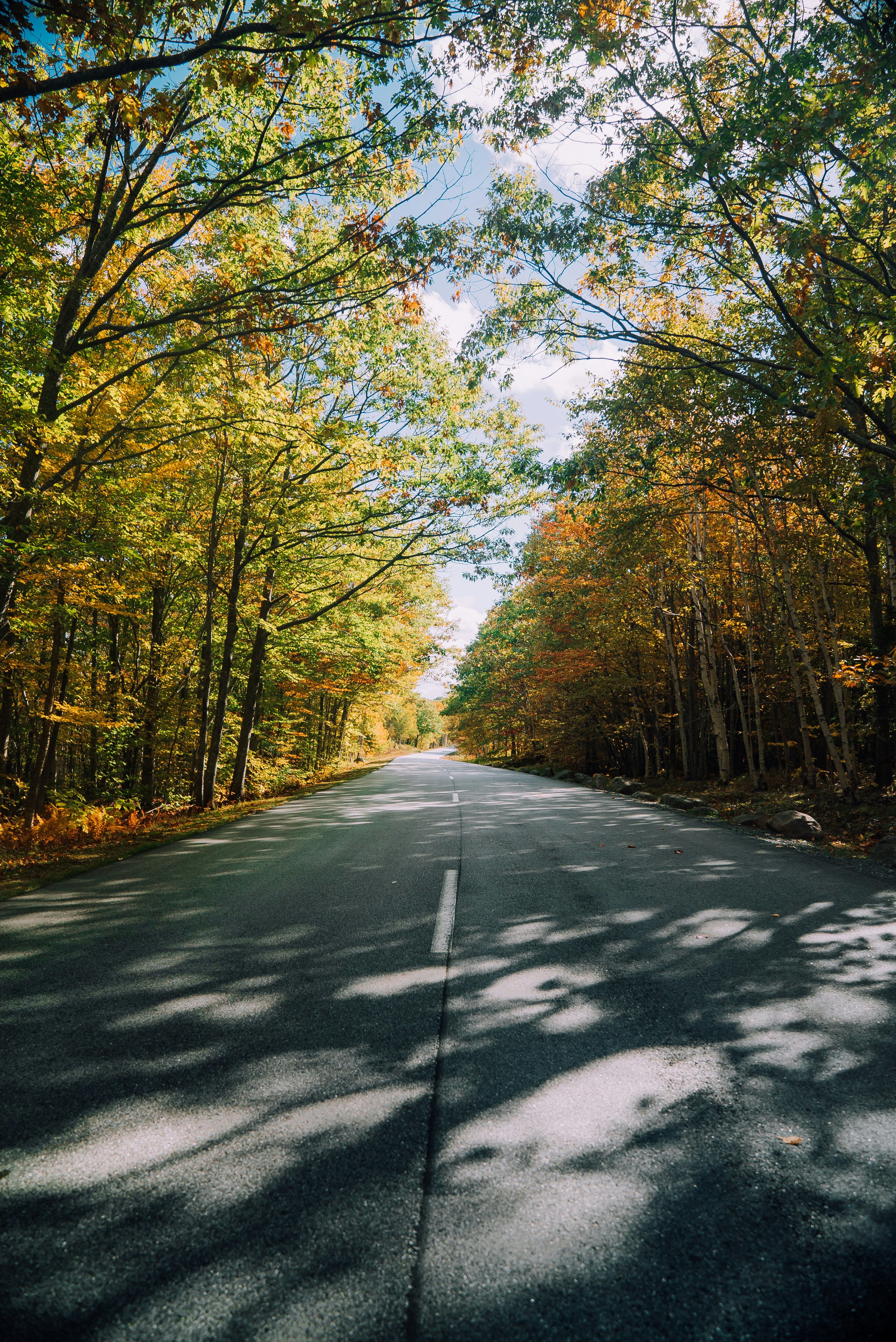 gray concrete road between trees during daytime