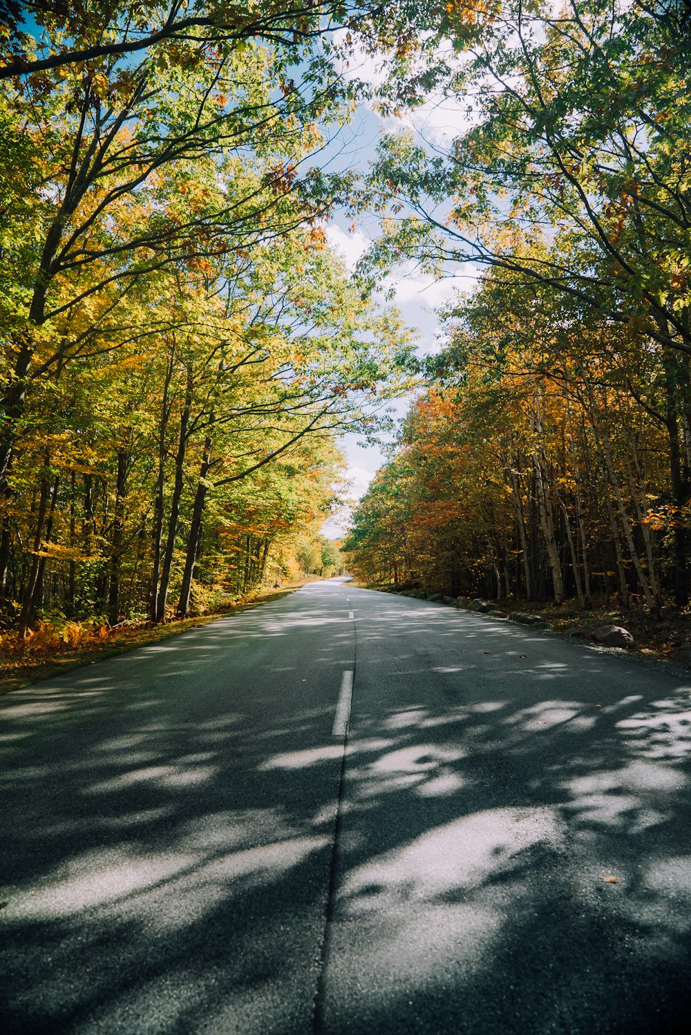 昼間の木々の間の灰色のコンクリート道路