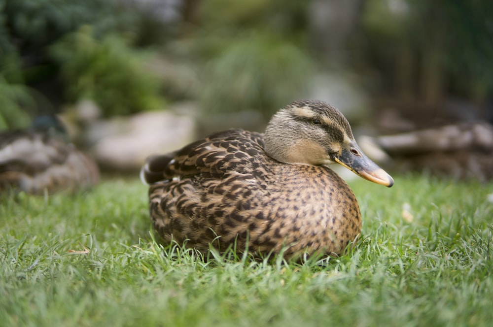 brown duck