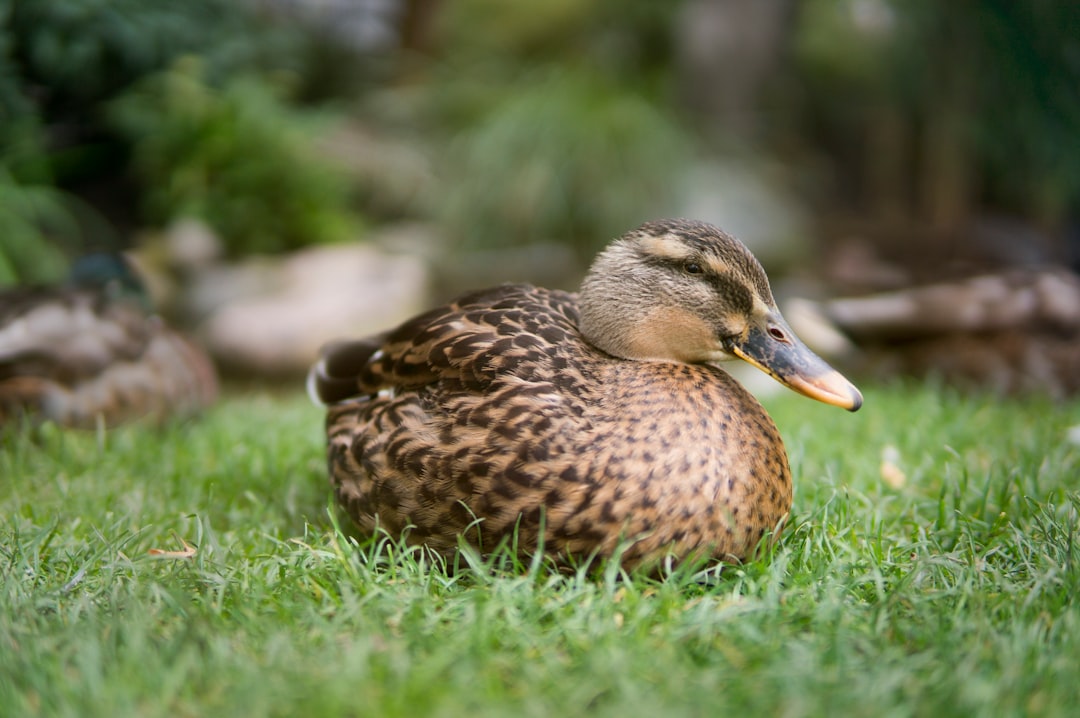 brown duck