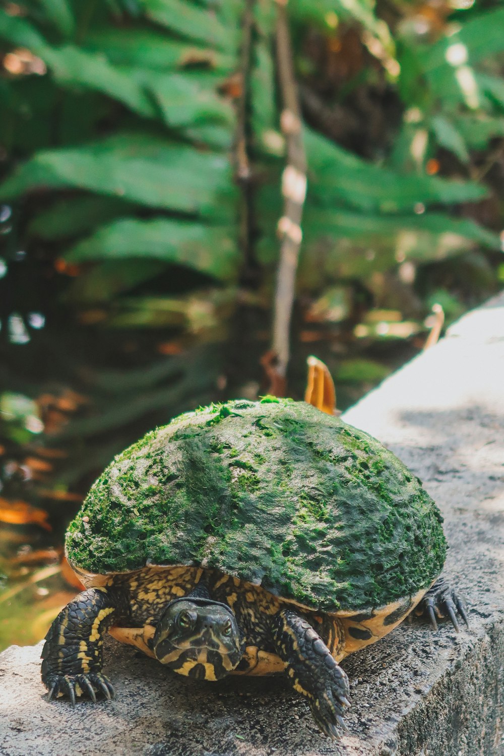 green turtle