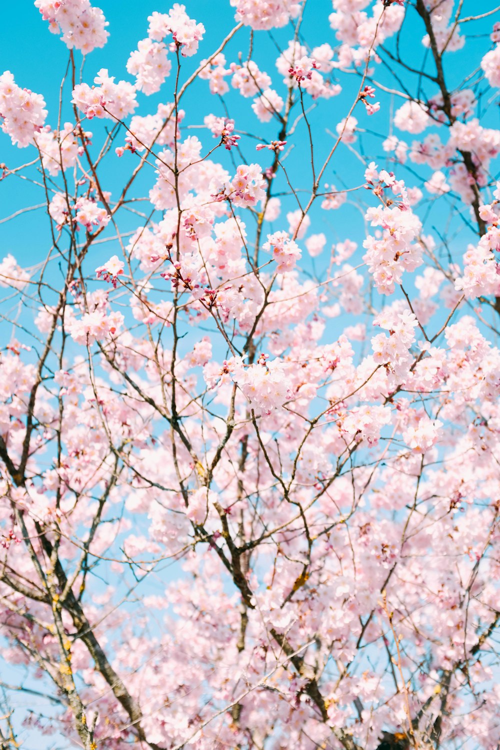 pink cherry blossoms