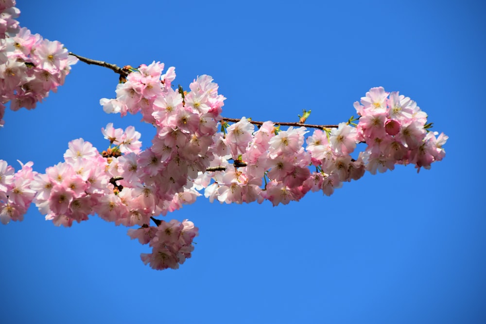 ein Zweig eines Baumes mit rosa Blüten