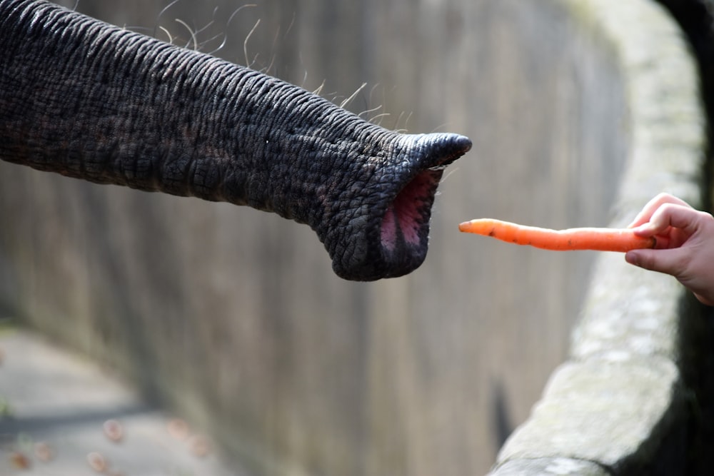 person putting food on elephants nose