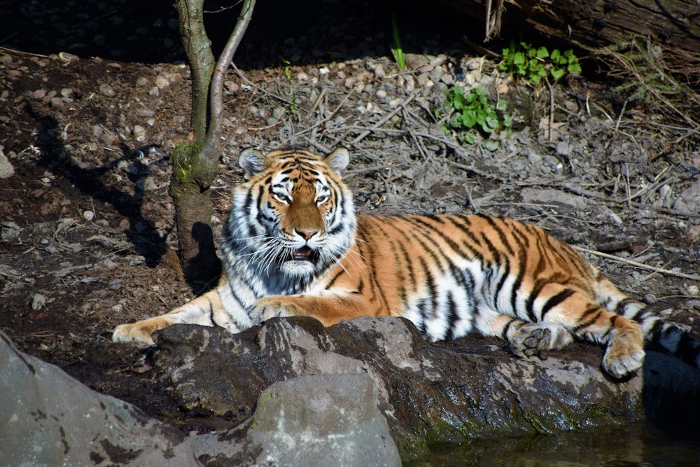 adult tiger lying on brown sand