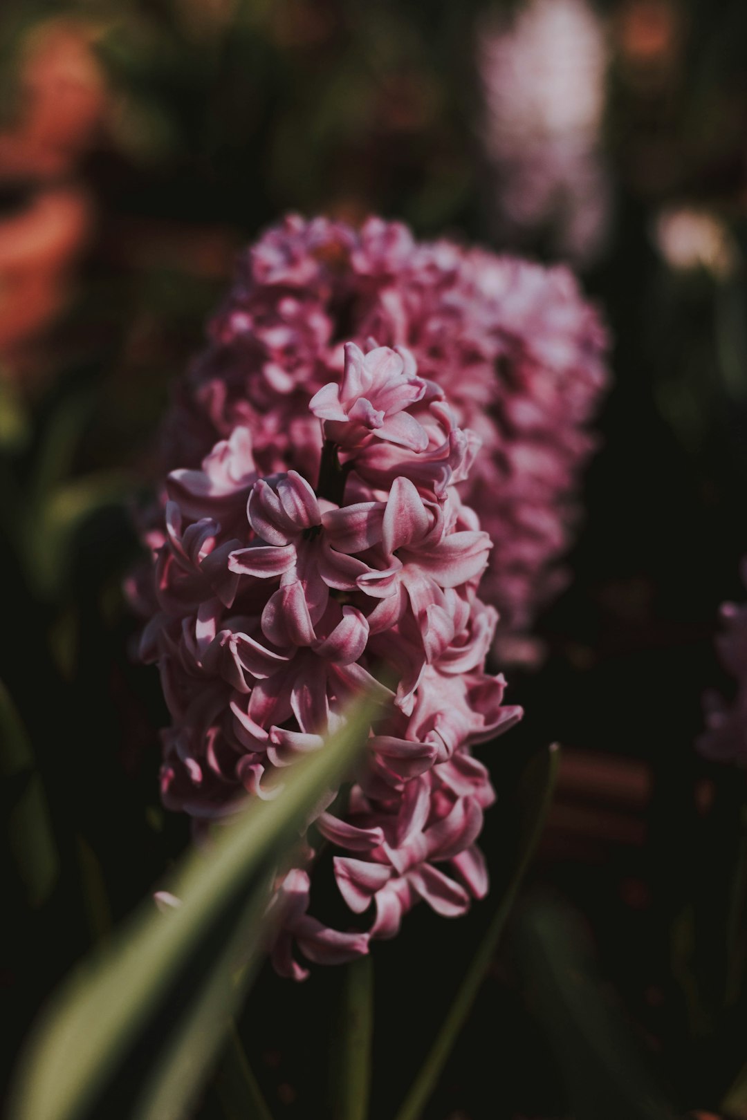 close-up photography of purple flower